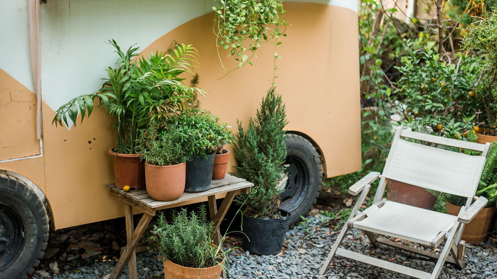 A collection of potted foliage plants and small conifers arranged on a wooden table outdoors.