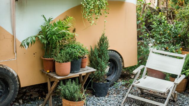A collection of potted foliage plants and small conifers arranged on a wooden table outdoors.