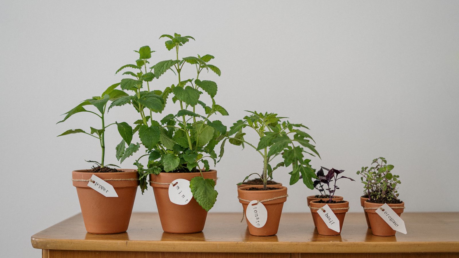 Young potted herbs and plants growing in small terracotta pots on a wooden tabletop.