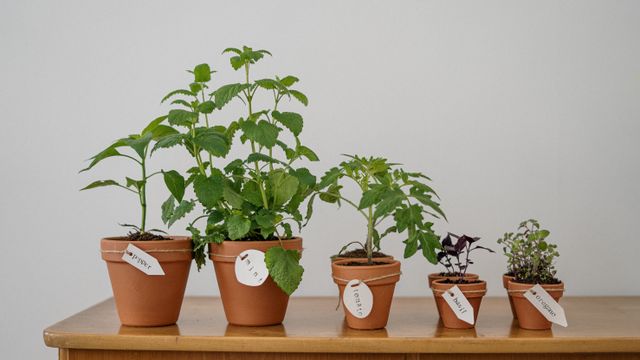 Young potted herbs and plants growing in small terracotta pots on a wooden tabletop.