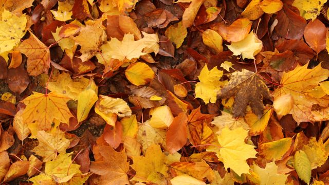 Fallen autumn leaves in shades of yellow, gold and brown covering the ground.