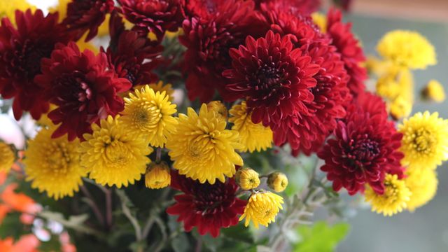 Close-up of vibrant deep red and bright yellow chrysanthemum flowers in full bloom.