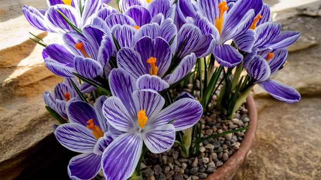 Striped purple and white crocus flowers blooming in a shallow container topped with gravel