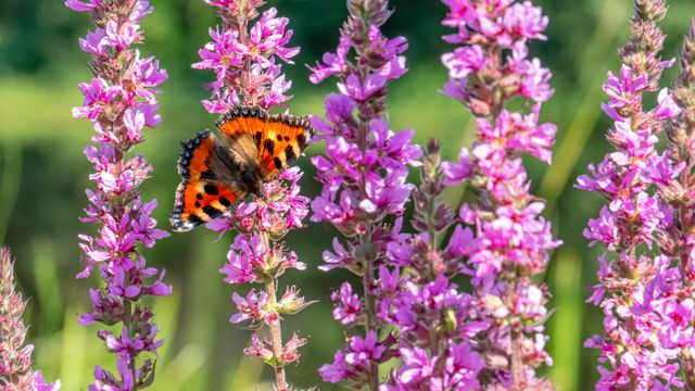 A small tortoiseshell butterfly resting on tall spikes of purple loosestrife flowers.